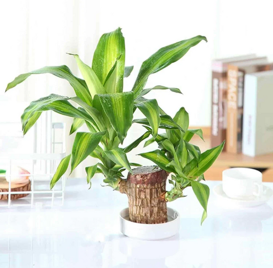 Brazilian Lucky Wood Mini Plant Decoration with Monk Figurine | Home & Office Décor