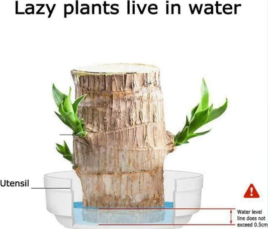 Brazilian Lucky Wood Mini Plant Decoration with Monk Figurine | Home & Office Décor