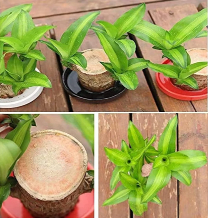 Brazilian Lucky Wood Mini Plant Decoration with Monk Figurine | Home & Office Décor